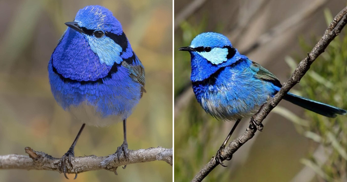 The Beautiful Splendid Fairywren: A Marvel of Australian Avian Artistry