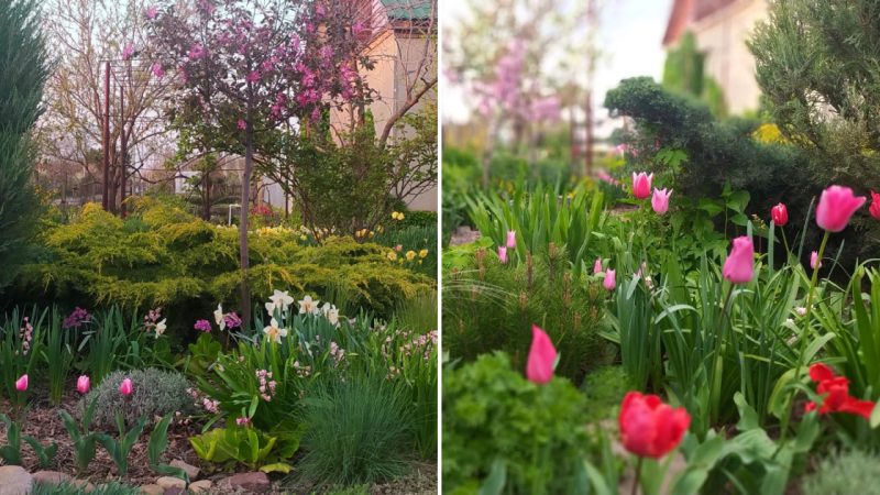 The Beauty of My Garden: A Visual Journey from Mid-April to Early May