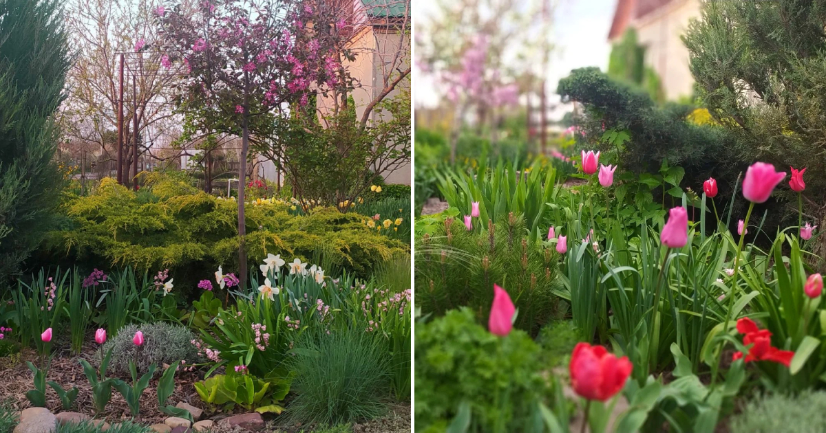 The Beauty of My Garden: A Visual Journey from Mid-April to Early May