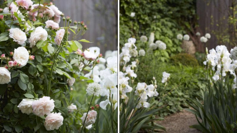 The Beauty of a White Garden: A Serene Symphony of Colors