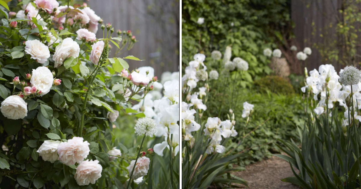 The Beauty of a White Garden: A Serene Symphony of Colors