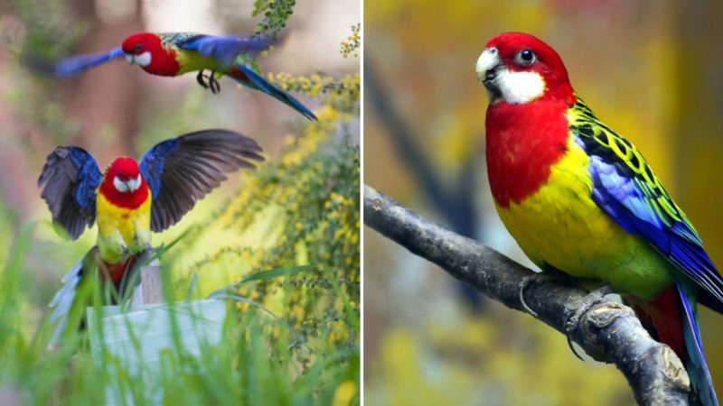 The Beauty of the Eastern Rosella: A Colorful and Gentle Parrot