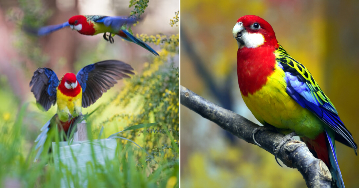 The Beauty of the Eastern Rosella: A Colorful and Gentle Parrot