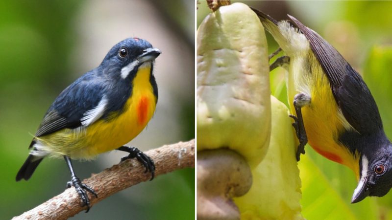 The Beauty of the Palawan Flowerpecker: A Delicate Blend of Vibrant Colors