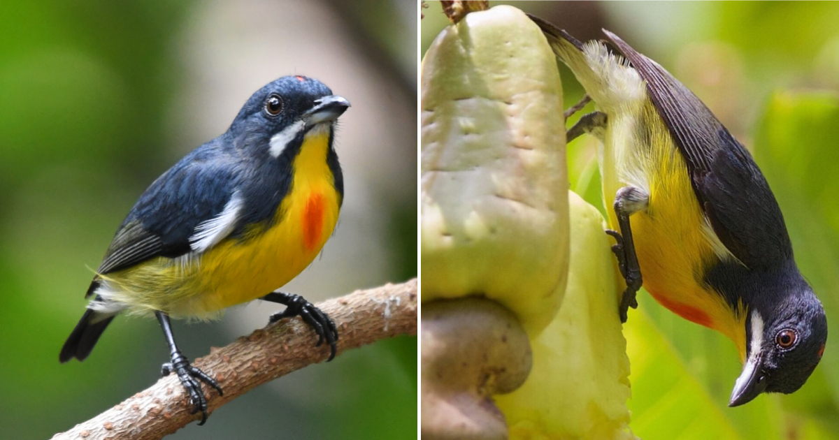 The Beauty of the Palawan Flowerpecker: A Delicate Blend of Vibrant Colors