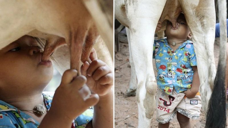 The Boy Survives by Nursing from a Cow