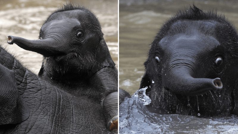 The Brave Baby Elephant Takes His First Swim: An Adorable Aquatic Adventure