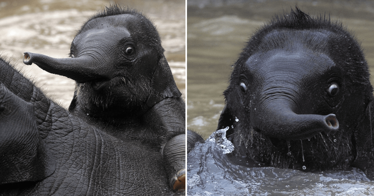 The Brave Baby Elephant Takes His First Swim: An Adorable Aquatic Adventure