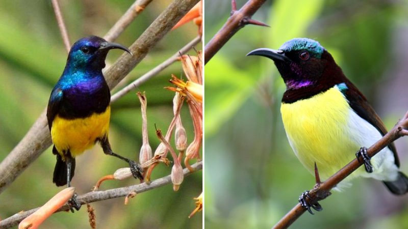 The Colorful Marvel: The Purple-Rumped Sunbird