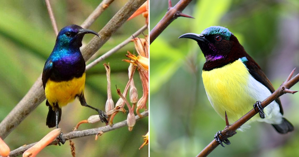 The Colorful Marvel: The Purple-Rumped Sunbird