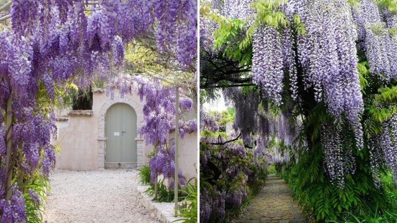 The Enchanting Beauty of Garden Vines: A Delightful Fairy-tale-Like Plant