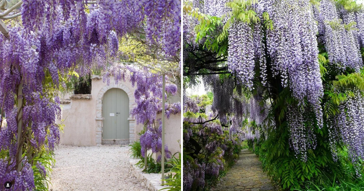 The Enchanting Beauty of Garden Vines: A Delightful Fairy-tale-Like Plant