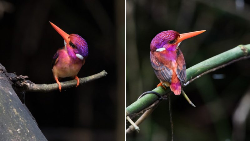 The Enchanting Beauty of the Dwarf Kingfisher: A Century-Long Quest Finally Captured on Camera