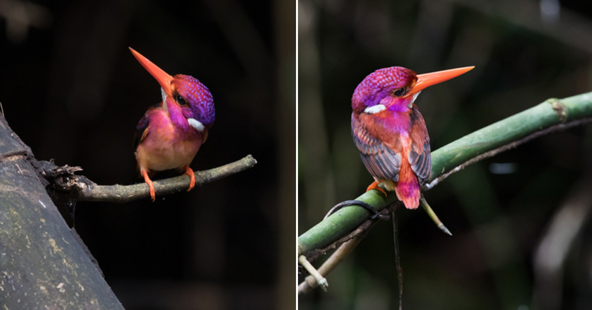 The Enchanting Beauty of the Dwarf Kingfisher: A Century-Long Quest Finally Captured on Camera