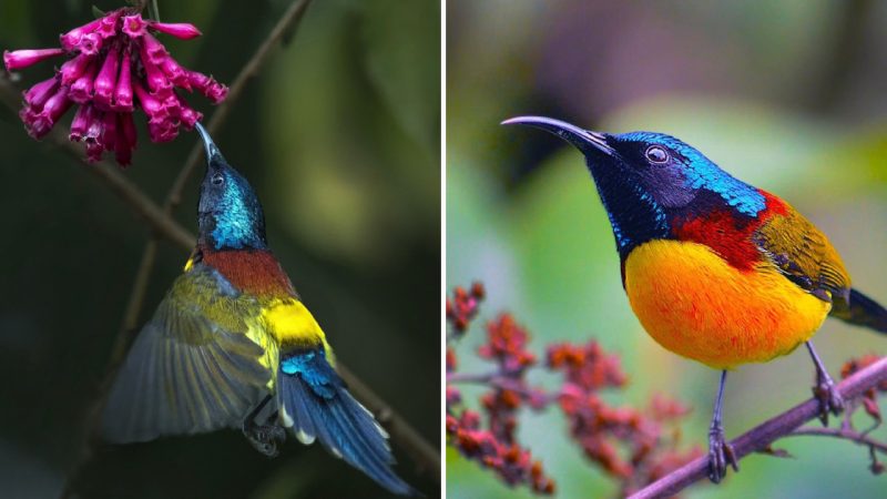 The Enchanting Beauty of the Green-Tailed Sunbird