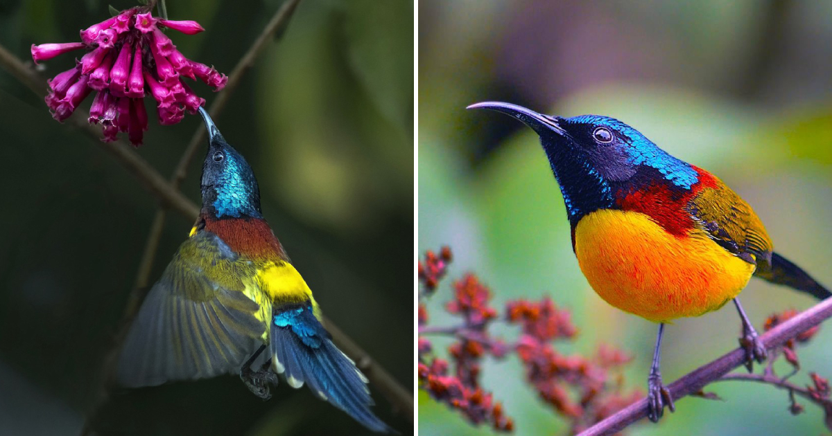 The Enchanting Beauty of the Green-Tailed Sunbird