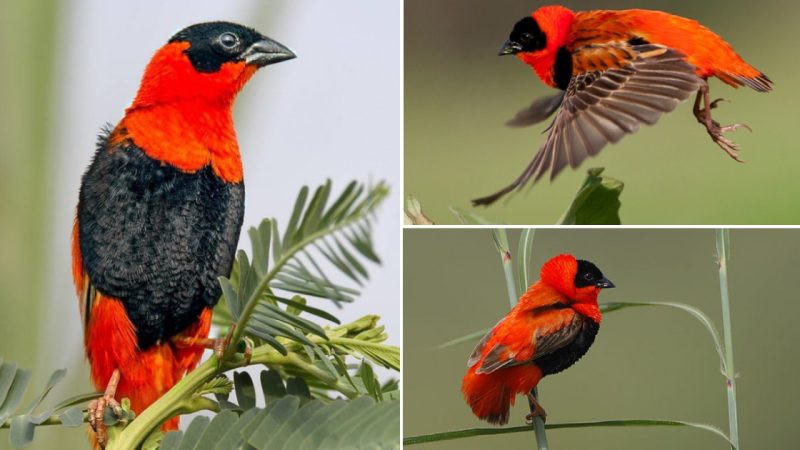 The Enchanting Beauty of the Northern Red Bishop: A Marvel Among Birds