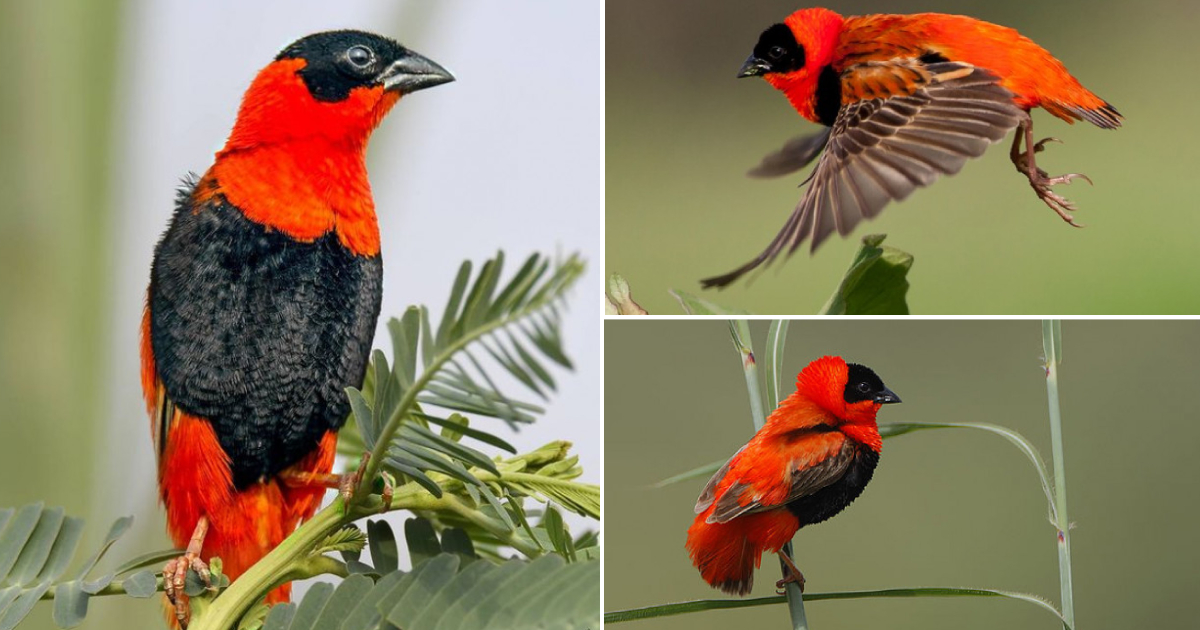 The Enchanting Beauty of the Northern Red Bishop: A Marvel Among Birds