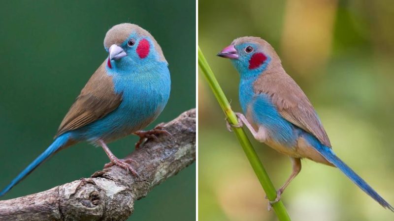 The Enchanting Beauty of the Red-Cheeked Cordon-Bleu: A Unique and Captivating Bird