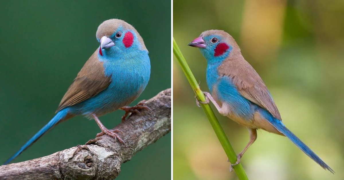 The Enchanting Beauty of the Red-Cheeked Cordon-Bleu: A Unique and Captivating Bird