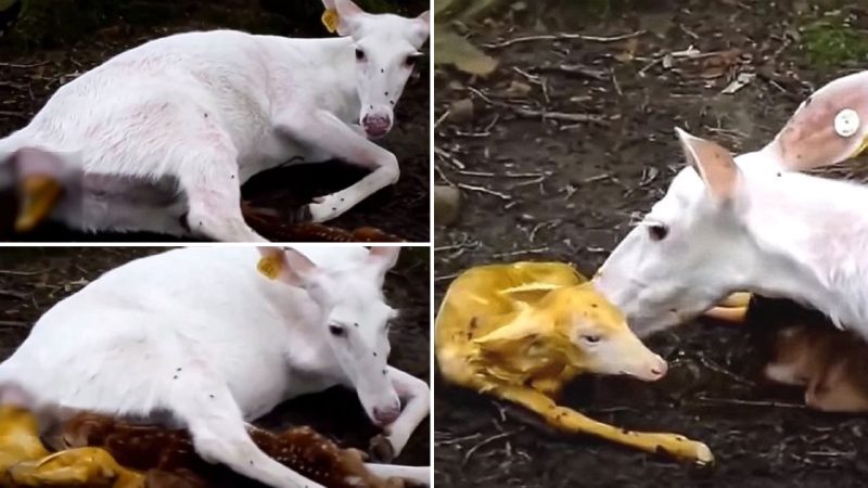 The Enchanting Birth Scene of a White Deer Giving Birth to a Stunning Golden Fawn