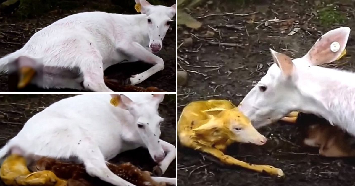 The Enchanting Birth Scene of a White Deer Giving Birth to a Stunning Golden Fawn