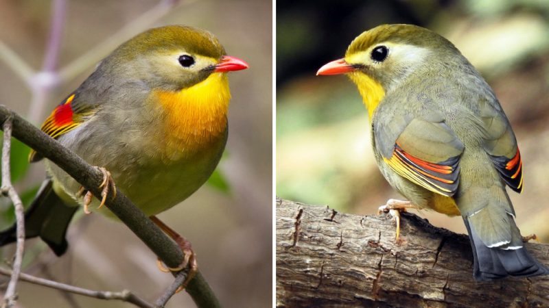 The Enchanting Red-Billed Leiothrix: Preserving the Beauty of a Unique Avian Species