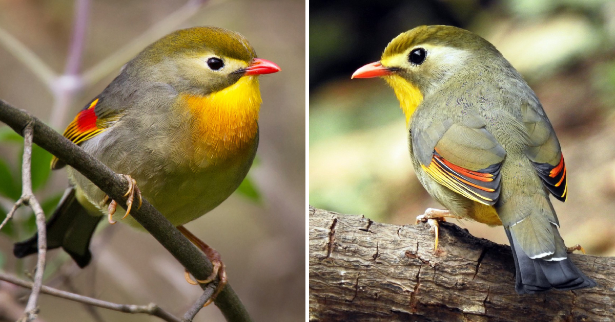 The Enchanting Red-Billed Leiothrix: Preserving the Beauty of a Unique Avian Species