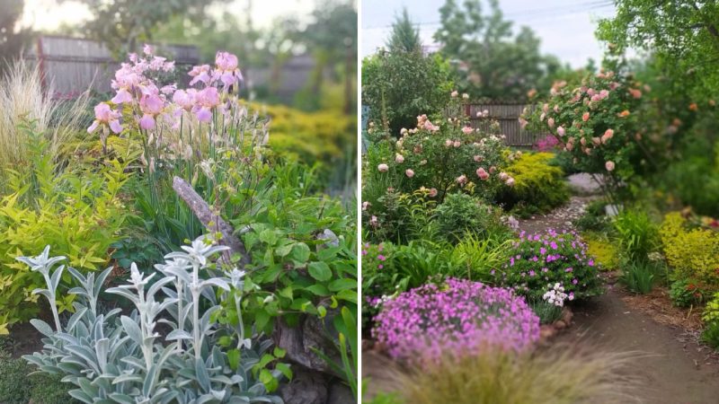 The Evolving Beauty of Garden: From Colorful Blooms to Serene Foliage