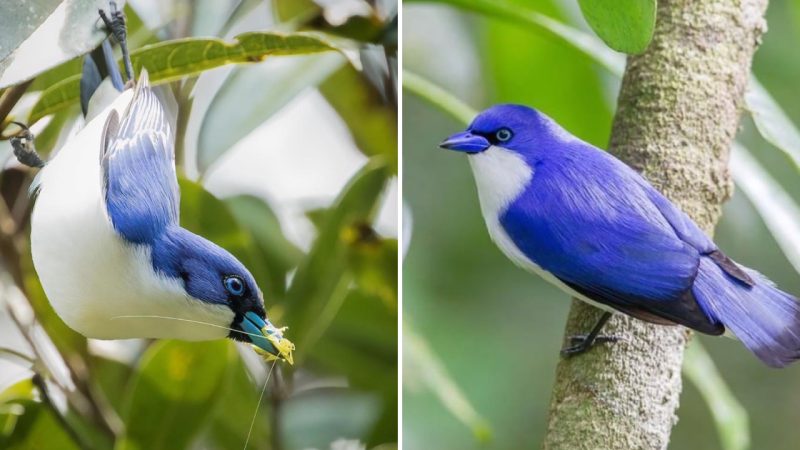 The Exquisite Elegance of the Blue Vanga: A Bird Wearing Nature’s Finest Tuxedo