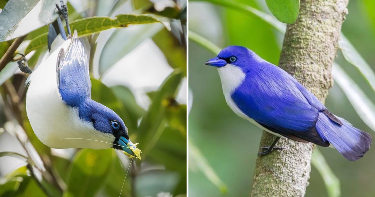 The Exquisite Elegance of the Blue Vanga: A Bird Wearing Nature’s Finest Tuxedo