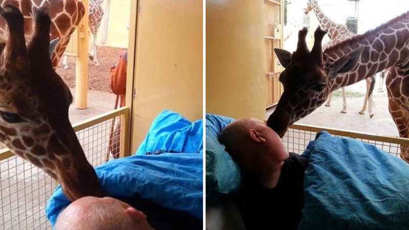 The Heartwarming Kiss of a Giraffe Bidding Farewell to the Zookeeper Battling Cancer