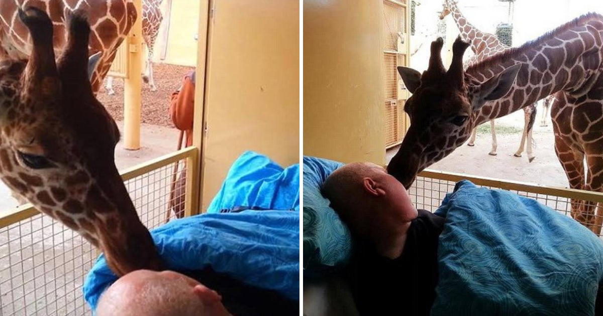 The Heartwarming Kiss of a Giraffe Bidding Farewell to the Zookeeper Battling Cancer