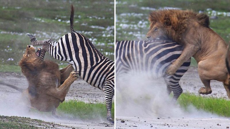 The Marvel of Nature: A Zebra’s Surprising Counterattack on a Hungry Lion