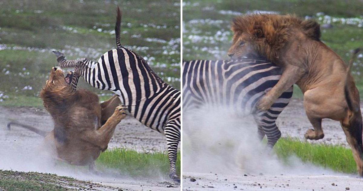 The Marvel of Nature: A Zebra’s Surprising Counterattack on a Hungry Lion