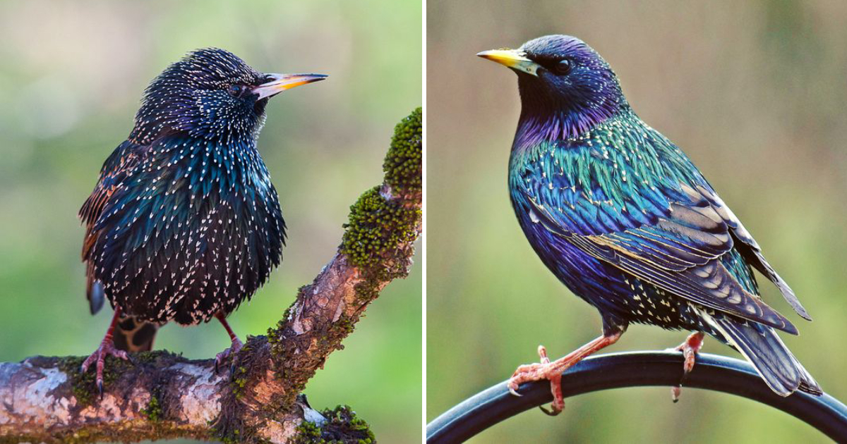 The Marvelous Beauty of Dybowski’s Twinspot: A Sub-Saharan African Avian Wonder