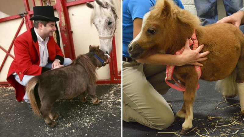 The Resilient Miniature Horse Spreading Smiles Among Children