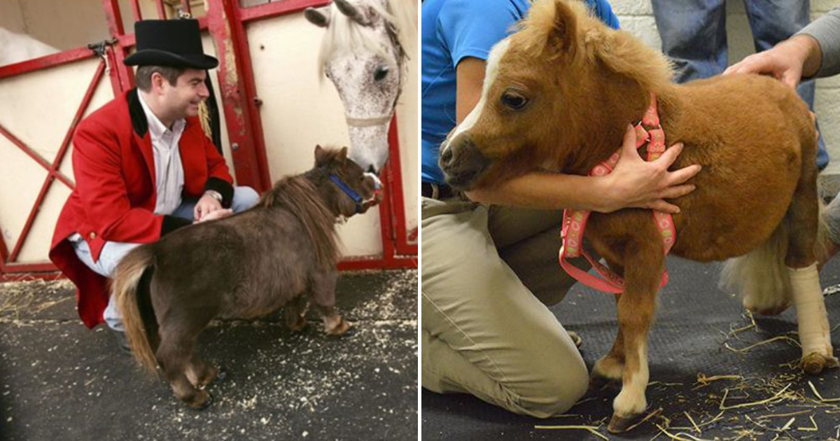 The Resilient Miniature Horse Spreading Smiles Among Children