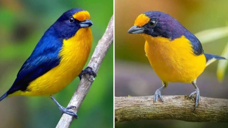 The Striking Beauty of the Violaceous Euphonia: A Stunning Contrast of Colors in Nature