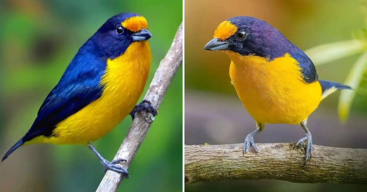 The Striking Beauty of the Violaceous Euphonia: A Stunning Contrast of Colors in Nature