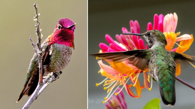 The Stunning Beauty of Anna’s Hummingbird: A Tiny Bird with Astonishing Colors