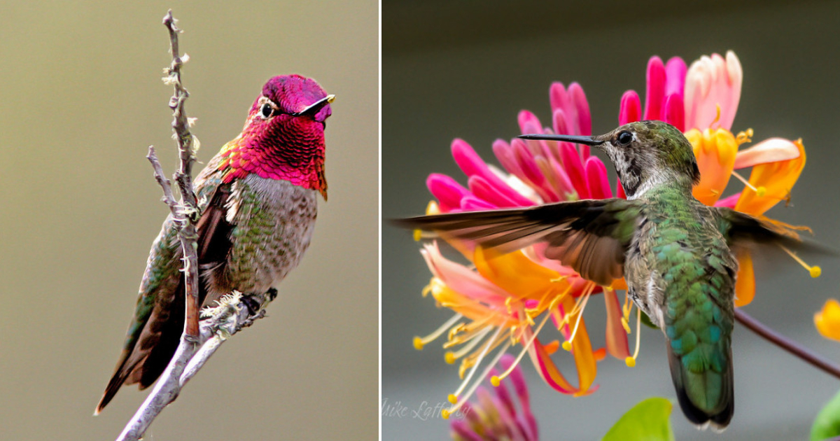 The Stunning Beauty of Anna’s Hummingbird: A Tiny Bird with Astonishing Colors