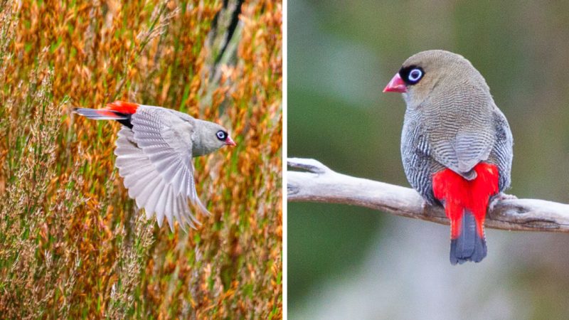 The Stunning Firetail Bird of Australia -A Slightly Plump Bird with Delicate Barring