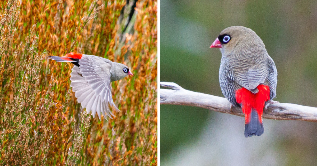 The Stunning Firetail Bird of Australia -A Slightly Plump Bird with Delicate Barring