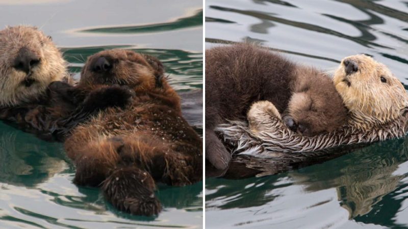 Touching Images of Sea Otter Mother Embracing Newborn Pup on Her Belly for Protection Stir Millions of Hearts