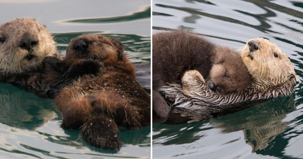 Touching Images of Sea Otter Mother Embracing Newborn Pup on Her Belly for Protection Stir Millions of Hearts