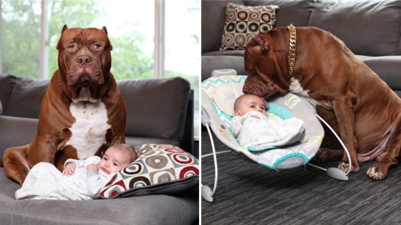 Unconditional Guardianship: A Pitbull’s Protection for a 3-Month-Old Child