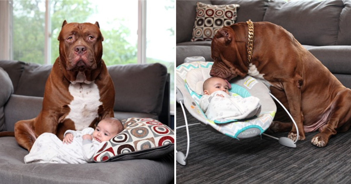 Unconditional Guardianship: A Pitbull’s Protection for a 3-Month-Old Child