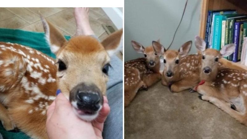 Unexpected Delight: Three Fawns Seek Shelter in Woman’s Home during Storm