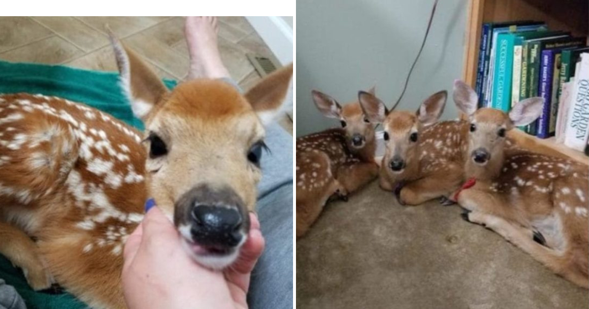 Unexpected Delight: Three Fawns Seek Shelter in Woman’s Home during Storm